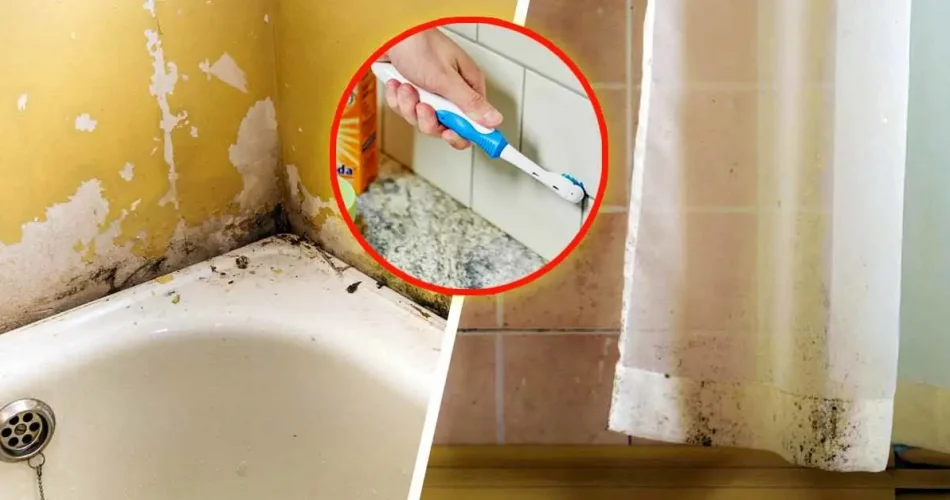 Veja Como Remover Permanentemente O Mofo Do Banheiro Para O Chuveiro Cortinas E Azulejos