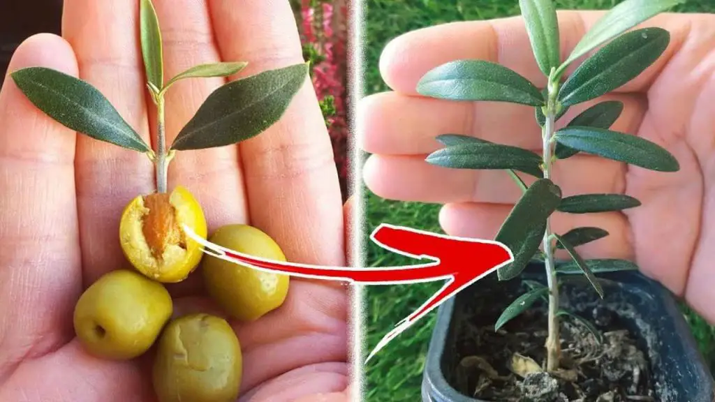 Como crescer uma oliveira a partir de um caroço de oliveira, nunca foi tão fácil quanto isso Como crescer uma oliveira a partir de um caroço de oliveira, nunca foi tão fácil quanto isso