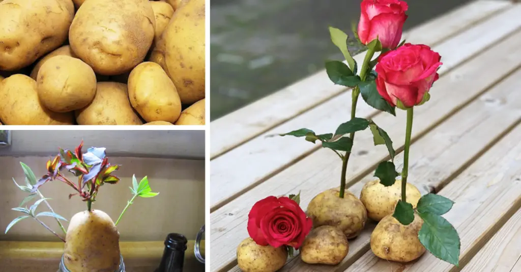 Como cultivar uma rosa em uma batata? – Dicas Para Nossa Casa