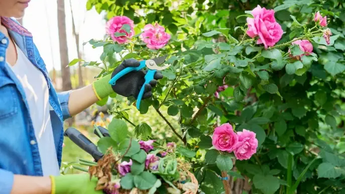 Rosas Pod Las Bem Para Uma Flora O Luxuriante Dicas Para Nossa Casa